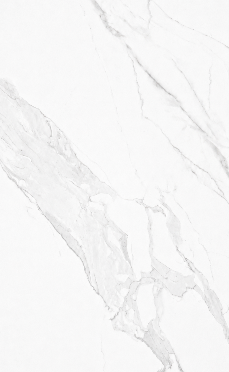 Camelia Snow-TE12611 [24X48]